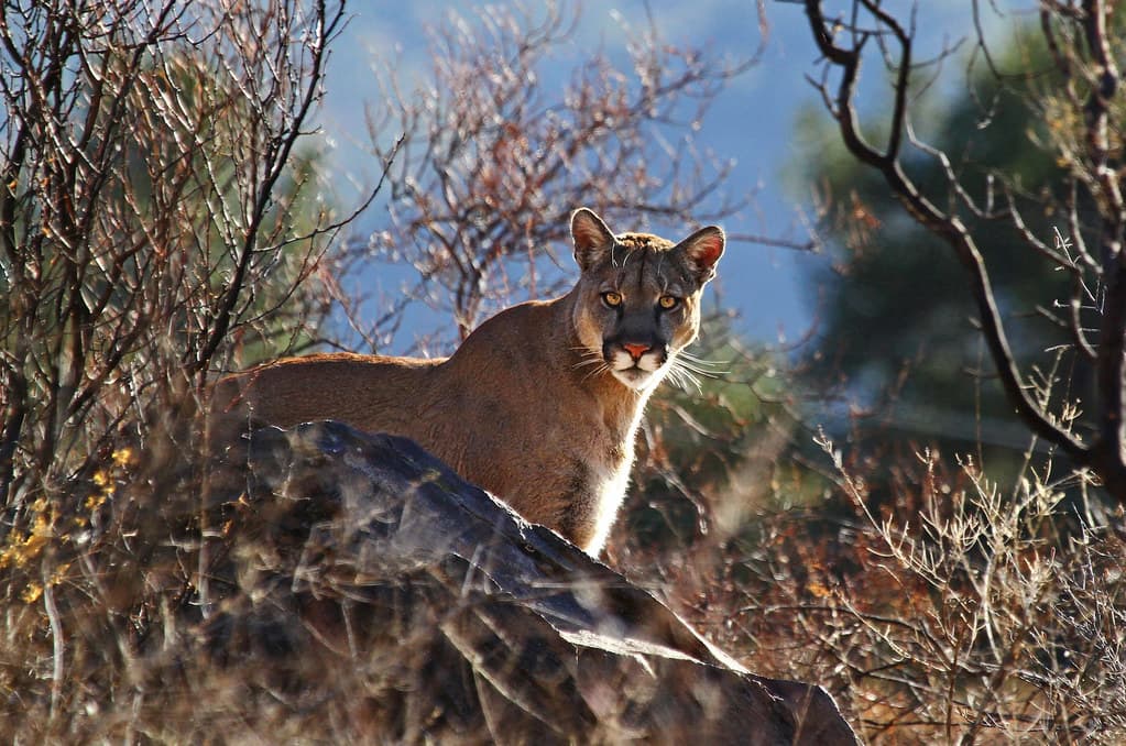 Mountain lion in the Chisos Mountains